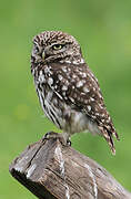 Little Owl