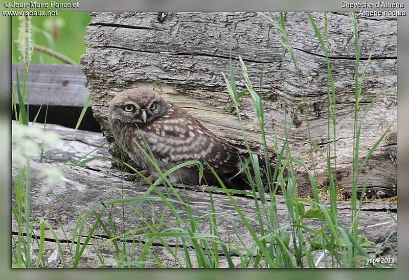 Little Owljuvenile