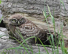 Little Owl