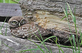 Little Owl