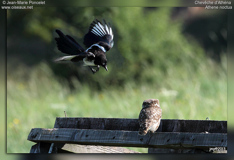 Little Owl