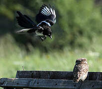 Little Owl