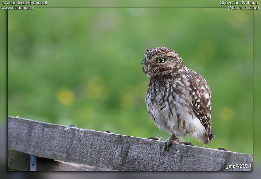 Little Owl