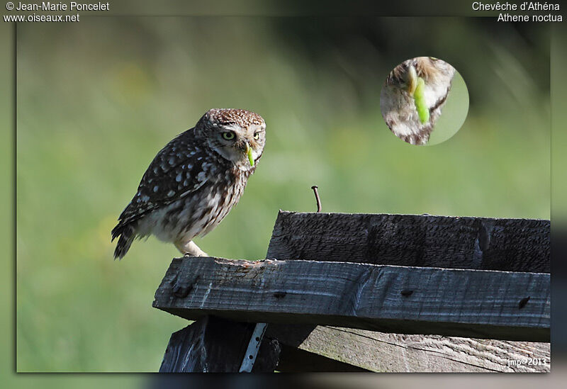 Little Owl