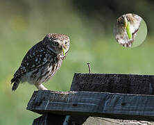 Little Owl