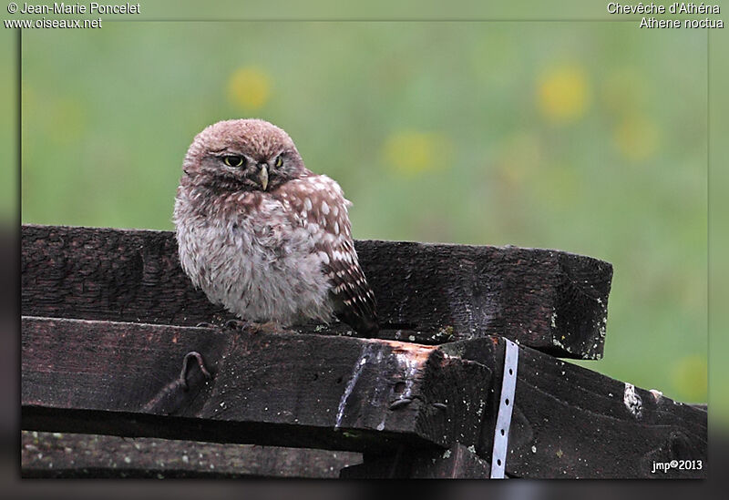 Little Owljuvenile