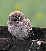 Little Owl