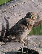 Little Owl