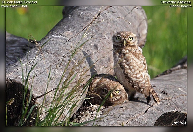 Little Owl