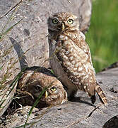 Little Owl