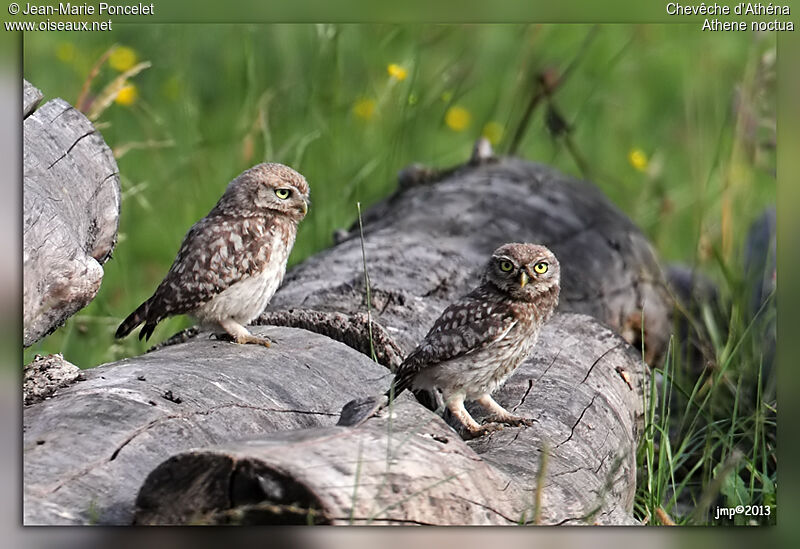 Little Owl