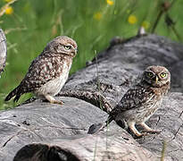 Little Owl