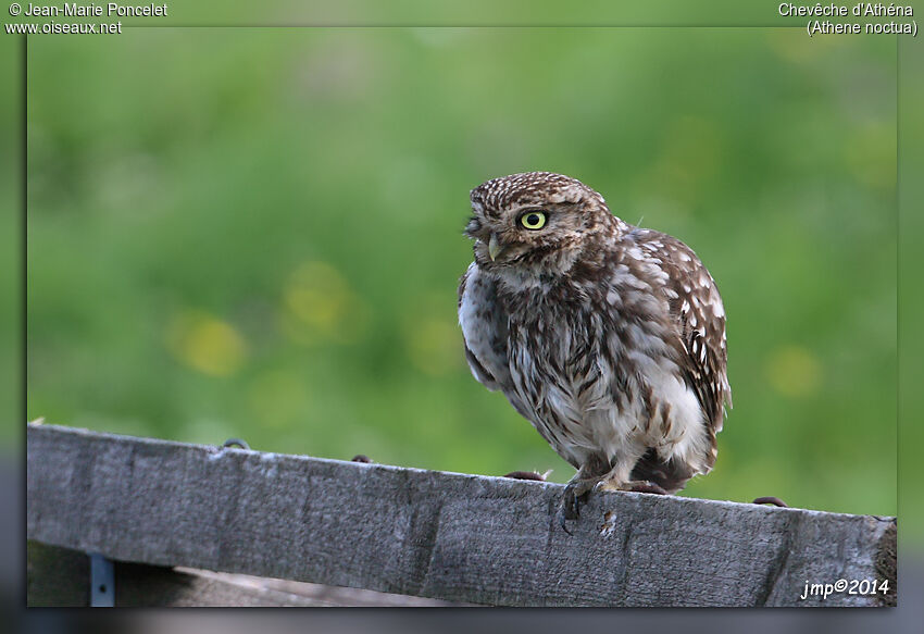 Little Owl