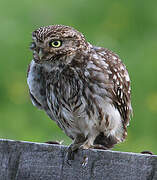 Little Owl