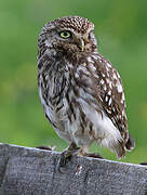 Little Owl