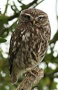 Little Owl