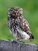 Little Owl