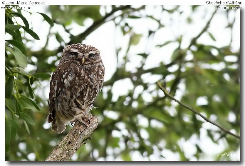 Little Owl