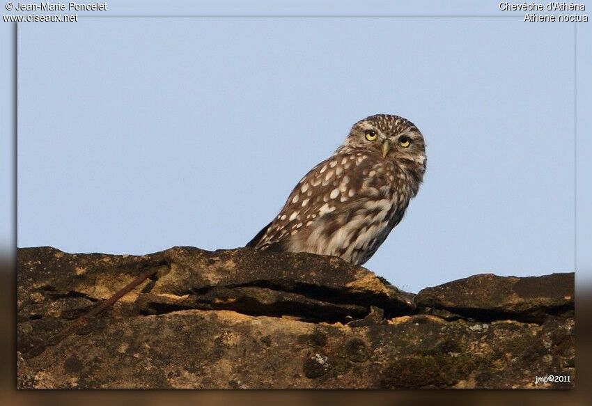 Little Owl