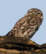 Little Owl