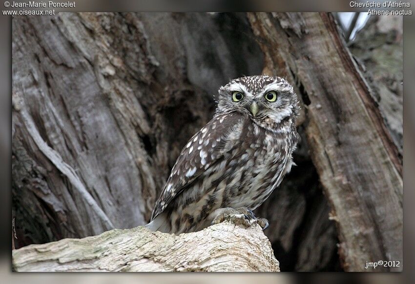 Little Owl