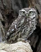 Little Owl