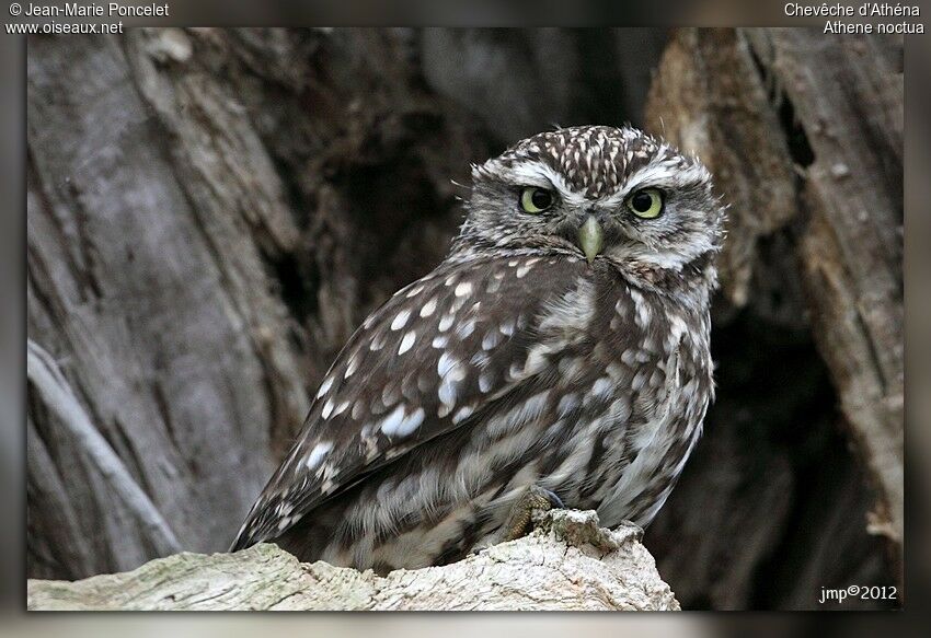 Little Owl