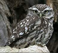 Little Owl