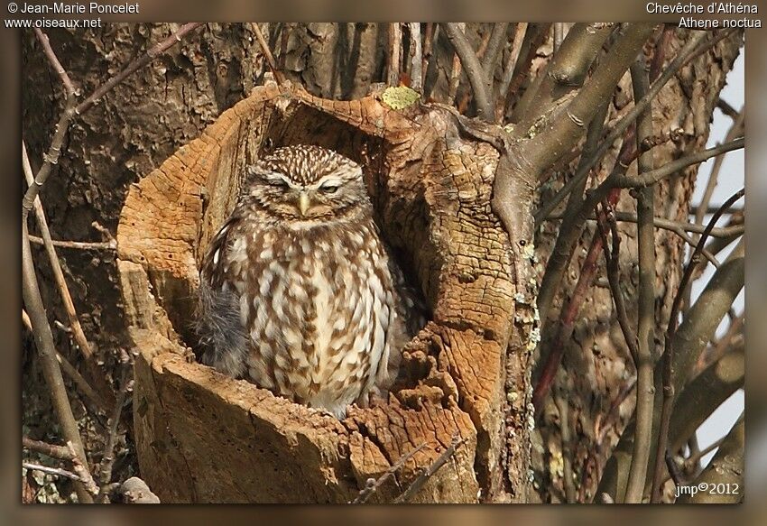 Little Owl