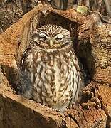 Little Owl