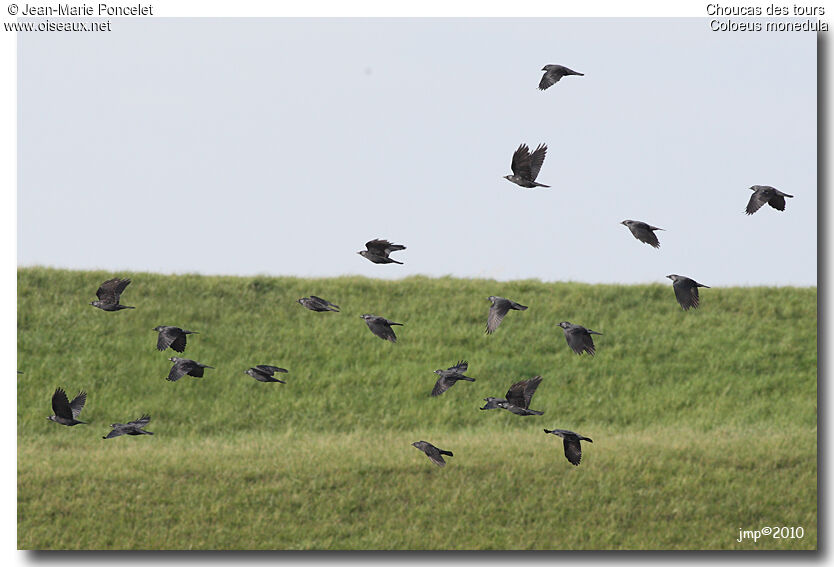 Western Jackdaw