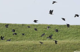 Western Jackdaw