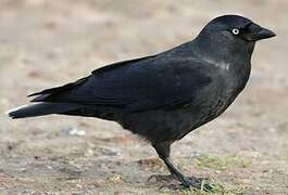 Western Jackdaw