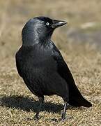 Western Jackdaw