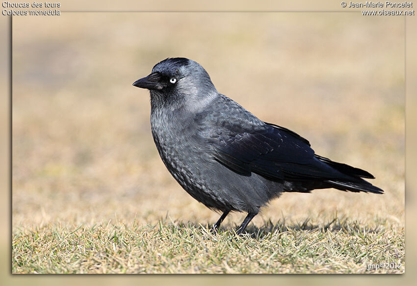 Western Jackdaw