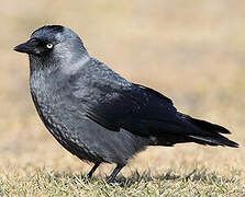 Western Jackdaw