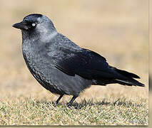 Western Jackdaw