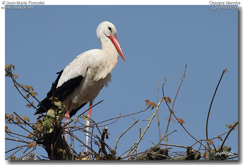 Cigogne blanche