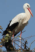 Cigogne blanche