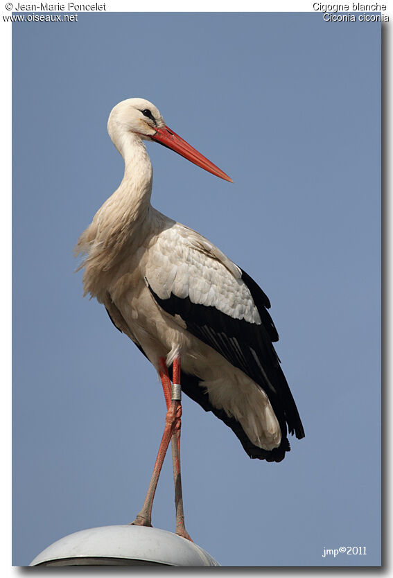 Cigogne blanche