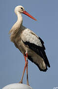 White Stork