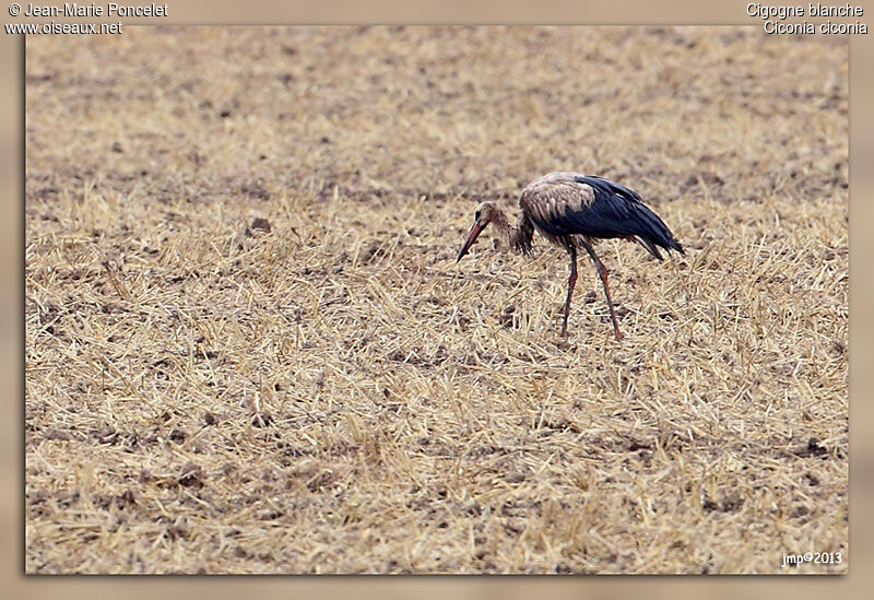 Cigogne blanche