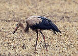 Cigogne blanche