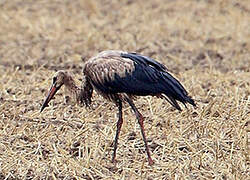 White Stork