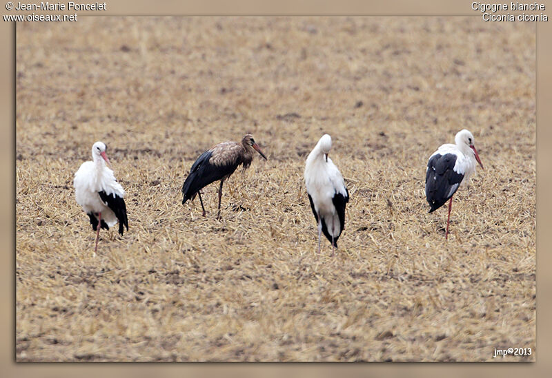 Cigogne blanche