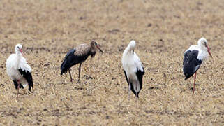 White Stork