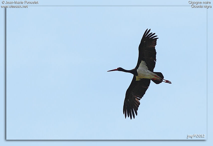 Cigogne noire