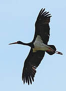 Black Stork