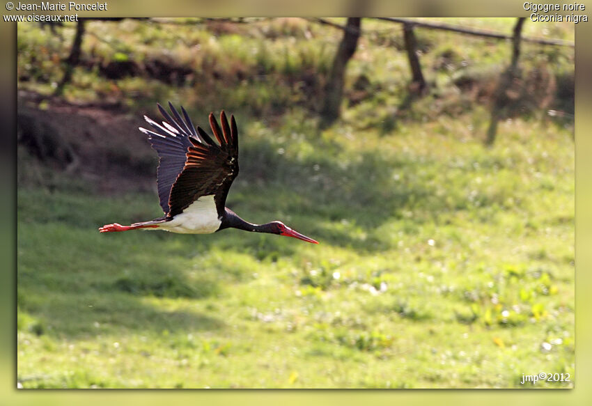 Cigogne noire