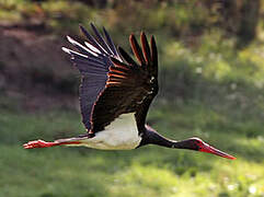 Cigogne noire